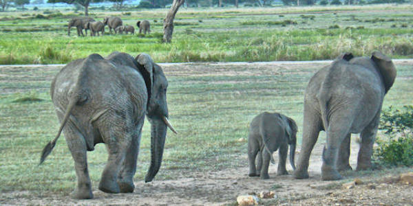 Tanzania | Prive safari reizen | Reiservaring reiziger - februari 2017 | OnsKenia Tanzania | Prive safari reizen | Reiservaring reiziger - februari 2017 | OnsKenia