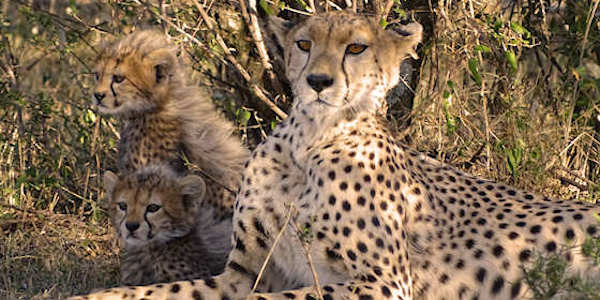 Kenia | Oeganda | Combinatie reizen | Prive safari reizen | Reiservaring reiziger - september 2015 | OnsKenia Kenia | Oeganda | Combinatie reizen | Prive safari reizen | Reiservaring reiziger - september 2015 | OnsKenia