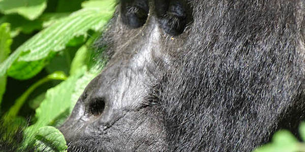 Kenia | Oeganda | Combinatie reizen | Prive safari reizen | Reiservaring reiziger - september 2015 | OnsKenia Kenia | Oeganda | Combinatie reizen | Prive safari reizen | Reiservaring reiziger - september 2015 | OnsKenia