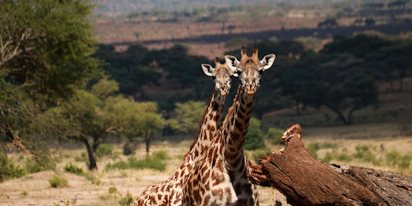 Tanzania | Familie reizen | Prive safari reizen | Reiservaring reiziger - januari 2017 | OnsKenia Tanzania | Familie reizen | Prive safari reizen | Reiservaring reiziger - januari 2017 | OnsKenia