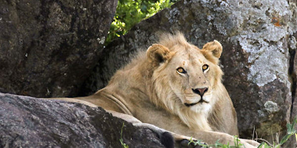 Tanzania | Familie reizen | Prive safari reizen | Reiservaring reiziger - januari 2017 | OnsKenia Tanzania | Familie reizen | Prive safari reizen | Reiservaring reiziger - januari 2017 | OnsKenia