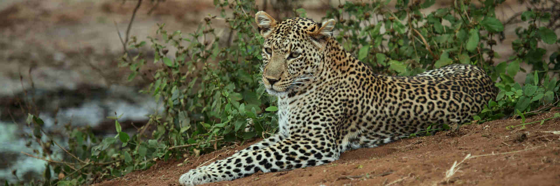 Chui Hideouts 12 daagse safari rondreis door Kenia Chui Hideouts 12 daagse safari rondreis door Kenia