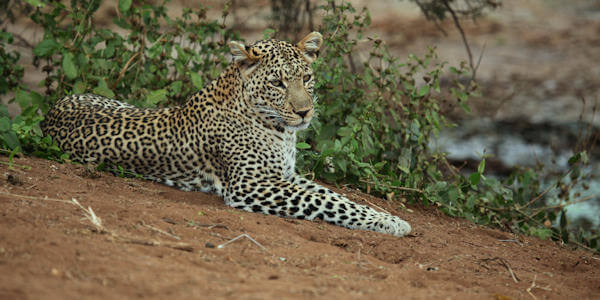 Prive safari reizen reizen door Rondreis Kenia