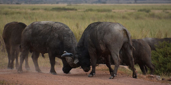 Kenia | Luxe reizen | Prive safari reizen | Safari en Strand | Reiservaring reiziger - juli 2014 | OnsKenia Kenia | Luxe reizen | Prive safari reizen | Safari en Strand | Reiservaring reiziger - juli 2014 | OnsKenia
