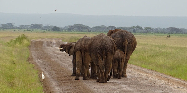 Kenia | Prive safari reizen | Safari en Strand | Olifanten Amboseli nationaal park - februari 2020 | OnsKenia Kenia | Prive safari reizen | Safari en Strand | Olifanten Amboseli nationaal park - februari 2020 | OnsKenia