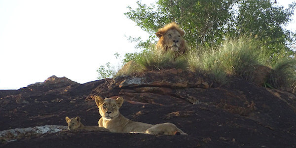 Kenia | Prive safari reizen | Safari en Strand | Leeuwen op Leopards Rock in Lumo concessie - februari 2020 | OnsKenia Kenia | Prive safari reizen | Safari en Strand | Leeuwen op Leopards Rock in Lumo concessie - februari 2020 | OnsKenia