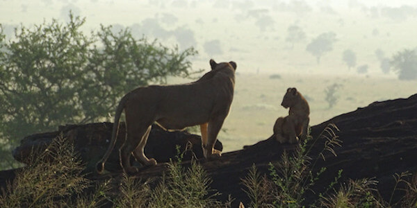 Kenia | Prive safari reizen | Safari en Strand | Leeuw met welp Lumo concessie - februari 2020 | OnsKenia Kenia | Prive safari reizen | Safari en Strand | Leeuw met welp Lumo concessie - februari 2020 | OnsKenia