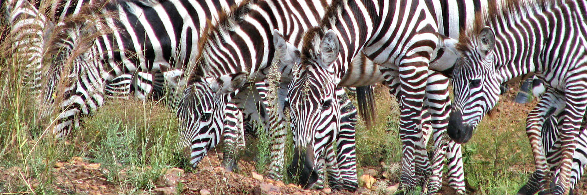 Ultimate safari 12 daagse safari rondreis door Tanzania en Kenia Ultimate safari 12 daagse safari rondreis door Tanzania en Kenia