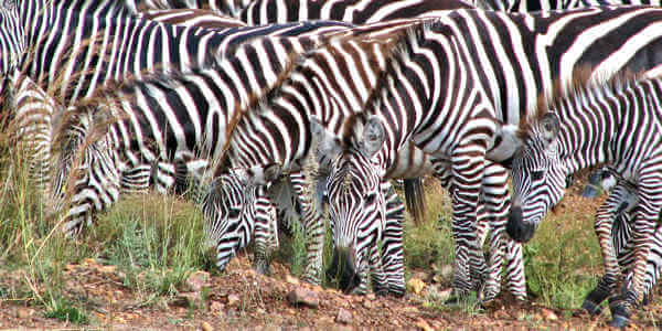 Combinatie reizen reizen door Rondreis Kenia & Tanzania
