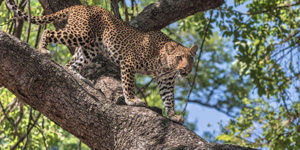 Combinatie reizen reizen door Rondreis Kenia & Tanzania
