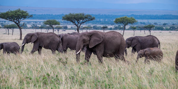 Kenia | Familie reizen | Prive safari reizen | Olifanten in de Trans Mara in Kenia - september 2022 | OnsKenia Kenia | Familie reizen | Prive safari reizen | Olifanten in de Trans Mara in Kenia - september 2022 | OnsKenia