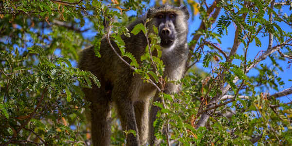 Kenia | Familie reizen | Prive safari reizen | Baviaan - september 2022 | OnsKenia Kenia | Familie reizen | Prive safari reizen | Baviaan - september 2022 | OnsKenia