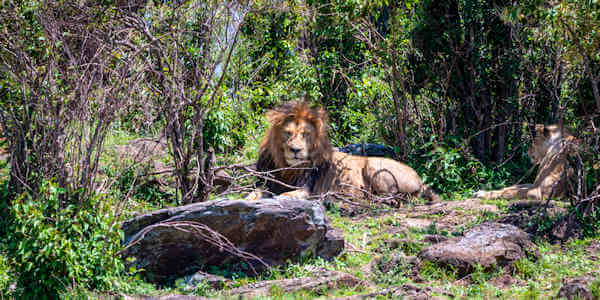 Kenia | Familie reizen | Prive safari reizen | Leeuwen onder Croton bosjes in de Masai Mara - september 2022 | OnsKenia Kenia | Familie reizen | Prive safari reizen | Leeuwen onder Croton bosjes in de Masai Mara - september 2022 | OnsKenia