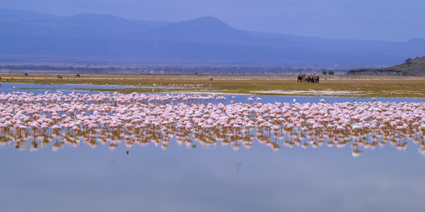Kenia | Familie reizen | Prive safari reizen | Lake Amboseli - Flamingo's en olifanten - september 2022 | OnsKenia Kenia | Familie reizen | Prive safari reizen | Lake Amboseli - Flamingo's en olifanten - september 2022 | OnsKenia