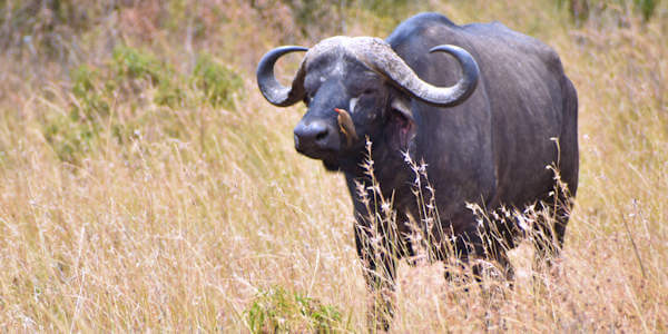 Kenia | Prive safari reizen | Safari en Strand | Buffel Masai Mara - augustus 2022 | OnsKenia Kenia | Prive safari reizen | Safari en Strand | Buffel Masai Mara - augustus 2022 | OnsKenia
