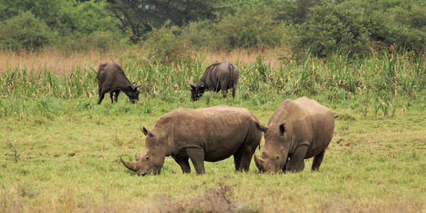 Kenia | Prive safari reizen | Safari en Strand | Neushoorn - Masai Mara - augustus 2022 | OnsKenia Kenia | Prive safari reizen | Safari en Strand | Neushoorn - Masai Mara - augustus 2022 | OnsKenia