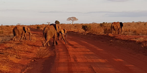Kenia | Prive safari reizen | Safari en Strand | Olifanten - Tsavo Oost - augustus 2022 | OnsKenia Kenia | Prive safari reizen | Safari en Strand | Olifanten - Tsavo Oost - augustus 2022 | OnsKenia