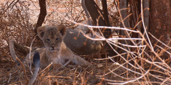 Kenia | Prive safari reizen | Safari en Strand | Leeuwenwelp - Tsavo Oost - augustus 2022 | OnsKenia Kenia | Prive safari reizen | Safari en Strand | Leeuwenwelp - Tsavo Oost - augustus 2022 | OnsKenia