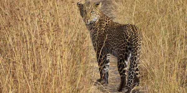 Kenia | Prive safari reizen | Safari en Strand | Luipaard - Masai Mara - augustus 2022 | OnsKenia Kenia | Prive safari reizen | Safari en Strand | Luipaard - Masai Mara - augustus 2022 | OnsKenia