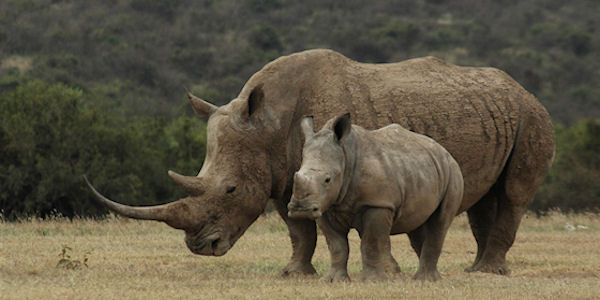 Kenia | Familie reizen | Safari en Strand | Reiservaring reiziger - juli 2019 | OnsKenia Kenia | Familie reizen | Safari en Strand | Reiservaring reiziger - juli 2019 | OnsKenia