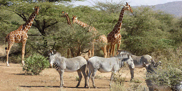 Kenia | Familie reizen | Safari en Strand | Reiservaring reiziger - juli 2019 | OnsKenia Kenia | Familie reizen | Safari en Strand | Reiservaring reiziger - juli 2019 | OnsKenia