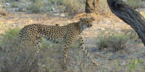 Kenia | Familie reizen | Safari en Strand | Reiservaring reiziger - juli 2019 | OnsKenia Kenia | Familie reizen | Safari en Strand | Reiservaring reiziger - juli 2019 | OnsKenia