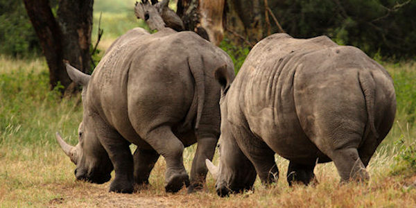 Kenia | Familie reizen | Prive safari reizen | Safari en Strand | Reiservaring reiziger - juli 2014 | OnsKenia Kenia | Familie reizen | Prive safari reizen | Safari en Strand | Reiservaring reiziger - juli 2014 | OnsKenia