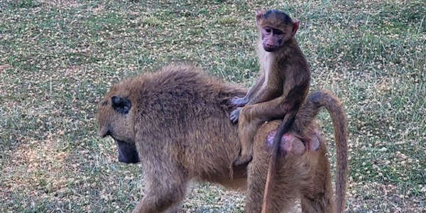 Baviaan met jong, Nakuru - Kenia Baviaan met jong, Nakuru - Kenia