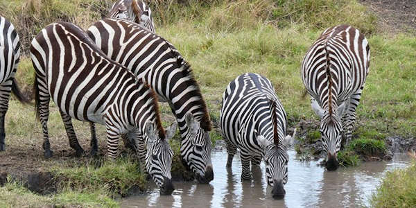 Kenia | Prive safari reizen | Safari en Strand | Zebra, Masai Mara - Kenia - september 2025 | OnsKenia Kenia | Prive safari reizen | Safari en Strand | Zebra, Masai Mara - Kenia - september 2025 | OnsKenia
