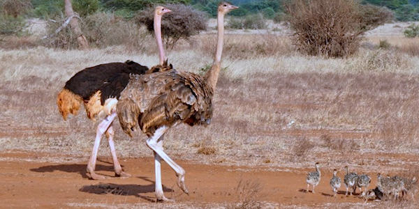 Kenia | Prive safari reizen | Safari en Strand | Struisvogel met babys - september 2025 | OnsKenia Kenia | Prive safari reizen | Safari en Strand | Struisvogel met babys - september 2025 | OnsKenia