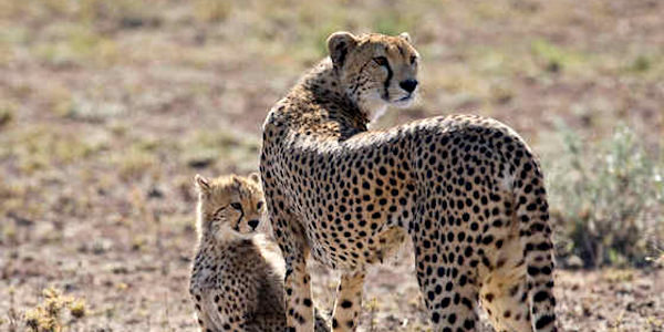 Tanzania | Prive safari reizen |  Reiservaring reiziger - oktober 2014 | OnsKenia