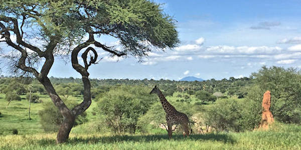 Tanzania | Familie reizen | Prive safari reizen | Safari en Strand | Reiservaring reiziger - mei 2017 | OnsKenia Tanzania | Familie reizen | Prive safari reizen | Safari en Strand | Reiservaring reiziger - mei 2017 | OnsKenia