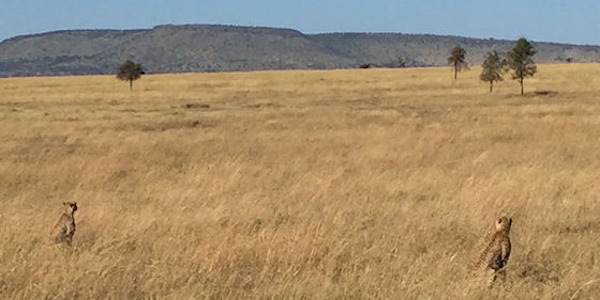 Tanzania | Familie reizen | Prive safari reizen | Safari en Strand | Reiservaring reiziger - mei 2017 | OnsKenia Tanzania | Familie reizen | Prive safari reizen | Safari en Strand | Reiservaring reiziger - mei 2017 | OnsKenia