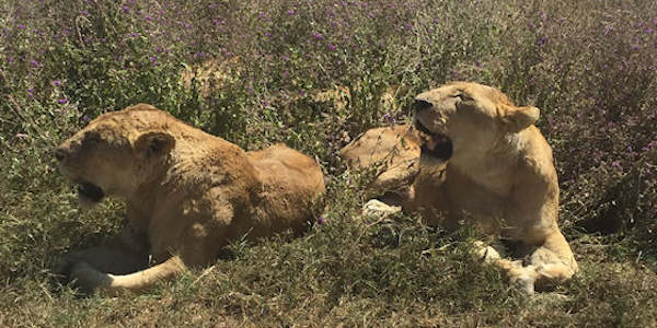 Tanzania | Familie reizen | Prive safari reizen | Safari en Strand | Reiservaring reiziger - mei 2017 | OnsKenia Tanzania | Familie reizen | Prive safari reizen | Safari en Strand | Reiservaring reiziger - mei 2017 | OnsKenia