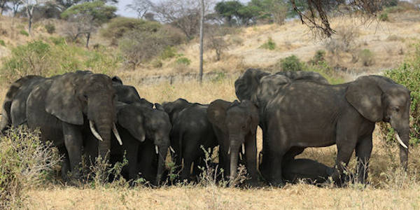Tanzania | Prive safari reizen | Reiservaring reiziger - september 2016 | OnsKenia Tanzania | Prive safari reizen | Reiservaring reiziger - september 2016 | OnsKenia
