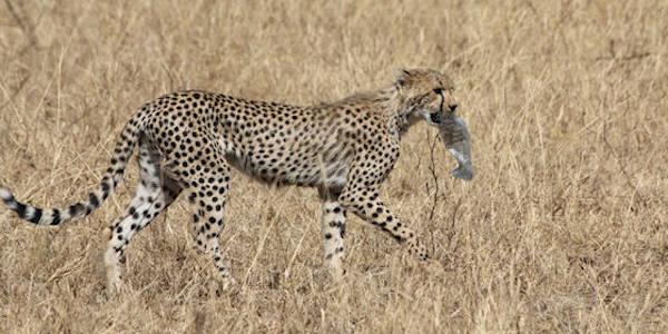 Tanzania | Prive safari reizen | Reiservaring reiziger - september 2016 | OnsKenia Tanzania | Prive safari reizen | Reiservaring reiziger - september 2016 | OnsKenia