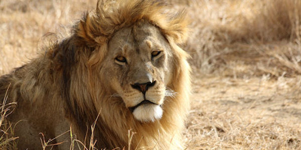 Tanzania | Prive safari reizen | Reiservaring reiziger - september 2016 | OnsKenia Tanzania | Prive safari reizen | Reiservaring reiziger - september 2016 | OnsKenia