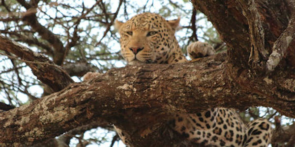 Tanzania | Prive safari reizen | Reiservaring reiziger - september 2016 | OnsKenia Tanzania | Prive safari reizen | Reiservaring reiziger - september 2016 | OnsKenia
