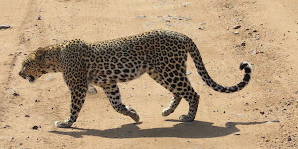 Tanzania | Familie reizen | Prive safari reizen | Reiservaring reiziger - augustus 2017 | OnsKenia Tanzania | Familie reizen | Prive safari reizen | Reiservaring reiziger - augustus 2017 | OnsKenia