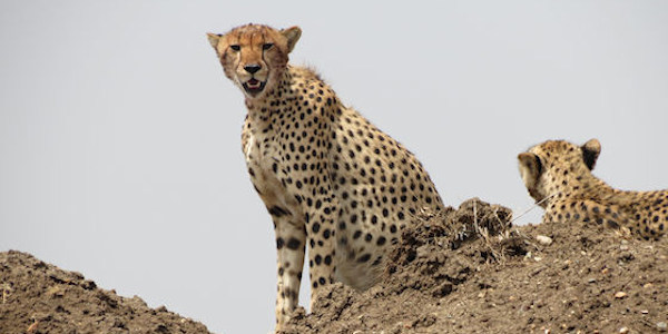 Tanzania | Familie reizen | Prive safari reizen | Reiservaring reiziger - augustus 2017 | OnsKenia Tanzania | Familie reizen | Prive safari reizen | Reiservaring reiziger - augustus 2017 | OnsKenia