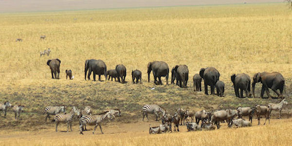 Tanzania | Familie reizen | Prive safari reizen | Reiservaring reiziger - augustus 2017 | OnsKenia Tanzania | Familie reizen | Prive safari reizen | Reiservaring reiziger - augustus 2017 | OnsKenia