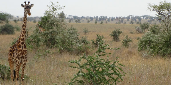 Tanzania | Familie reizen | Prive safari reizen | Reiservaring reiziger - augustus 2017 | OnsKenia Tanzania | Familie reizen | Prive safari reizen | Reiservaring reiziger - augustus 2017 | OnsKenia