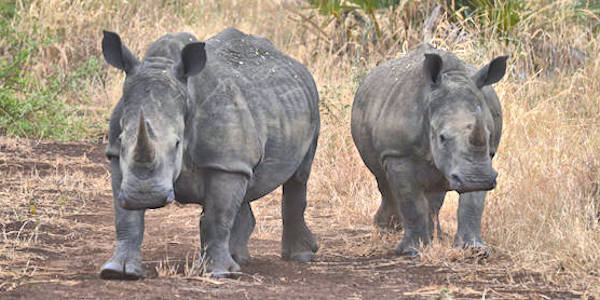 Kenia | Luxe reizen | Reiservaring reiziger - februari 2018 | OnsKenia Kenia | Luxe reizen | Reiservaring reiziger - februari 2018 | OnsKenia