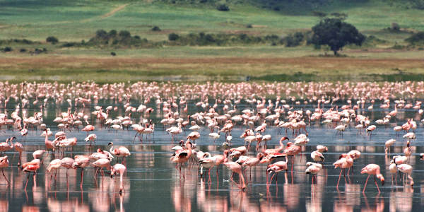 Tanzania | Familie reizen | Prive safari reizen | Safari en Strand | Reiservaring reiziger - juli 2017 | OnsKenia Tanzania | Familie reizen | Prive safari reizen | Safari en Strand | Reiservaring reiziger - juli 2017 | OnsKenia