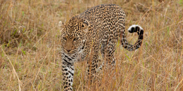 Tanzania | Familie reizen | Prive safari reizen | Safari en Strand | Reiservaring reiziger - juli 2017 | OnsKenia Tanzania | Familie reizen | Prive safari reizen | Safari en Strand | Reiservaring reiziger - juli 2017 | OnsKenia