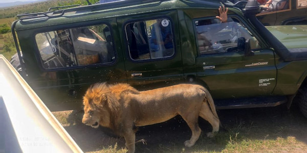 Kenia | Prive safari reizen | Leeuw - Masai Mara - Kenia - september 2022 | OnsKenia Kenia | Prive safari reizen | Leeuw - Masai Mara - Kenia - september 2022 | OnsKenia
