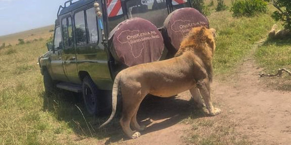 Kenia | Prive safari reizen | Leeuw - Masai Mara - Kenia - september 2022 | OnsKenia Kenia | Prive safari reizen | Leeuw - Masai Mara - Kenia - september 2022 | OnsKenia