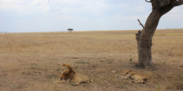 Tanzania | Prive safari reizen | Safari en Strand | Reiservaring reiziger - augustus 2014 | OnsKenia Tanzania | Prive safari reizen | Safari en Strand | Reiservaring reiziger - augustus 2014 | OnsKenia