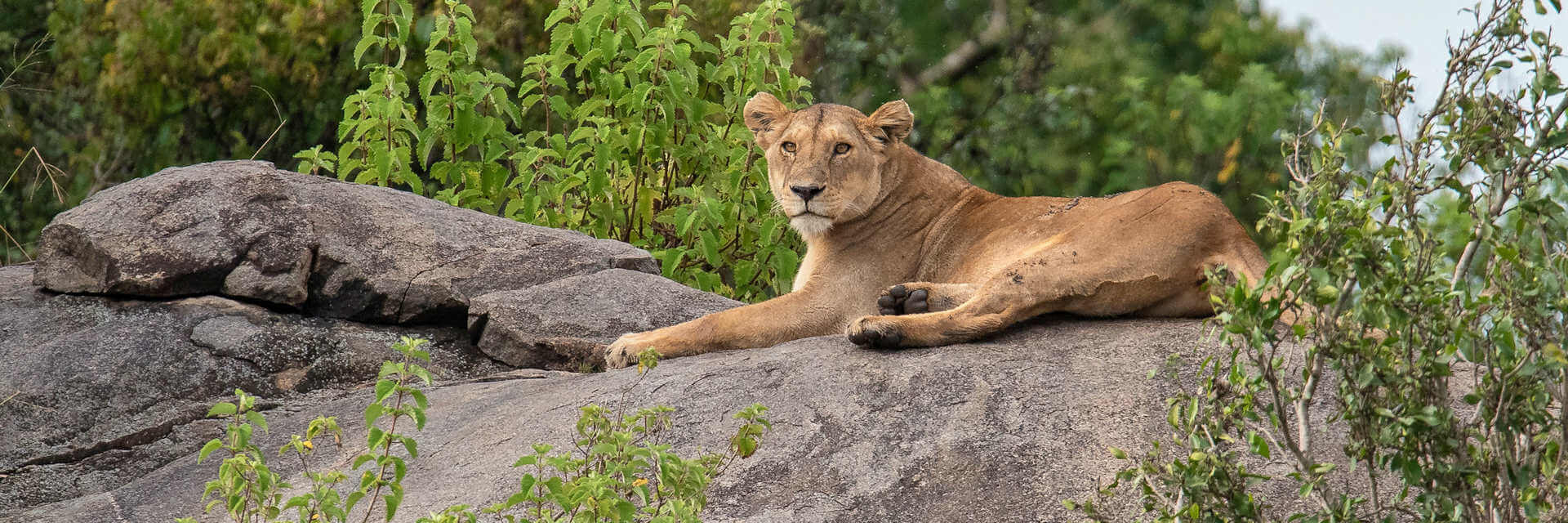 Mindervalide rondreis Tanzania - 7 daagse rolstoel vriendelijke safari met aangepast vervoer Mindervalide rondreis Tanzania - 7 daagse rolstoel vriendelijke safari met aangepast vervoer