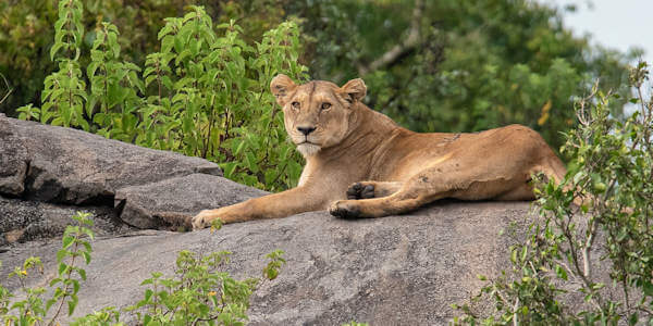 Prive safari reizen door Rondreis Tanzania